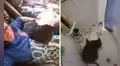 Perrita sigue a su dueña a todos lados para cuidarla durante su embarazo 