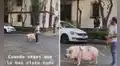 Joven saca a pasear a su enorme cerdo con una correa y llama la atención de todos