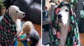 Pequeña protege a su perro con sus frazadas para evitar que sufra por el frío