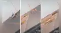 Burro no abandona a su amigo herido y lo ‘ayuda’ a cruzar la pista para que no sea atropellado