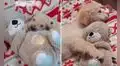 Perrito no se separa de su oso de peluche y se acuesta junto a él todos los días