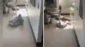 Perrito cambia de sitio su cama para acomodarla donde le dé el sol