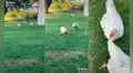 Granjero muestra la emoción de sus gallinas cuando las llama para comer