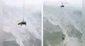 Captan a vacas heridas siendo transportadas en helicópteros sobre los Alpes suizos