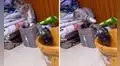 Tortuga trata de escapar de su cama, pero un gatito lo descubre y se lo impide 