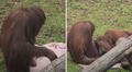 Orangután protagoniza tierna escena al colocar una manta para que su mamá duerma