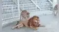 Tigre se acerca a león para ‘masajear’ su pelaje, pero este tiene furiosa reacción