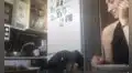 Perrito intenta comer el bocadillo de su dueña, pero se queda inmóvil al ser descubierto