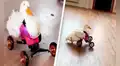 Pato con discapacidad vuelve a caminar gracias a una silla de ruedas a su medida 