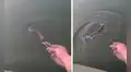 Pescador coloca carnada en el agua y voraz serpiente lo sorprende