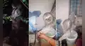 Familia llega a su hogar y se sorprende al encontrar un perezoso colgado en la pared