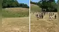 Burros se alegran cuando reciben la visita de la mujer que los rescató 