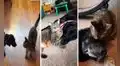 Perrito tiene su primer encuentro con un gatito y con el tiempo se vuelven ‘amigos’