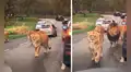 Familia hace safari en Sudáfrica y manada de leones aparece en su camino