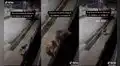 Cámara revela cómo perro huye de su casa y su ‘amigo’ callejero lo ayuda a volver