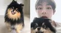 Yeontan y Taehyung: el día en que V presentó a su mascota ante ARMY