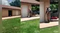 Chimpancé no puede dormir y va donde su cuidador para que lo cargue