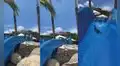 Captan a una iguana aventurera tomando un paseo por tobogán de agua