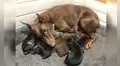 Perrita ‘adopta’ a gatito huérfano y lo acurruca junto a sus cachorros