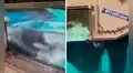 Captan a orca con 10 años en cautiverio mientras se golpea contra el cristal de su recinto