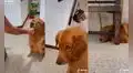Perro realiza el reto del huevo y sorprende a sus dueños