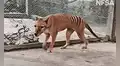 Publican imágenes de Benjamín, el último tigre de Tasmania que habitó la tierra