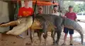 Capturan a cocodrilo gigante y encuentran objetos históricos en su interior
