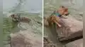 Perrito escapa de un lago tras confundir una rama que flotaba con una serpiente