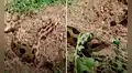 Joven se acerca a peligrosa serpiente que estaba atrapada en una malla y le salva la vida 