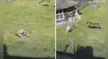 Cabra se alerta de que gallina iba a ser arremetida por un halcón y corre a salvarla