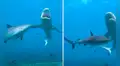 Buzo graba momento en que voraz tiburón ataca a otro de su misma especie