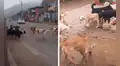 Peruano registra momento en que decena de perros persiguen a cachorrita para aparearse