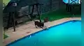 Valeroso perrito se convierte en ‘héroe’ al salvar a su ‘amigo’ que cayó al agua