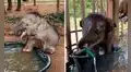 Bebé elefante es rescatado y se emociona al tener su primer baño en el santuario 