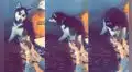 Perrita tiene curiosa reacción al reencontrarse con su cría después de no verla dos días