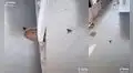 Obrero graba cómo una paloma plasma un singular ‘diseño’ al caminar sobre cemento fresco
