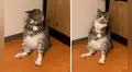 Gato se convierte en blanco de divertidos memes por su curiosa forma de dormir