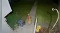 Perro se marcha de su casa para ir donde su vecino y visitar a su ‘mejor amiga’