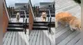 Perro se divierte saltando por las escaleras a modo de saludo de bienvenida hacia su dueño