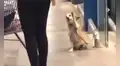 Perrito levanta su patita para despedirse de los clientes en la puerta de un supermercado