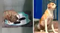 Perrita va a veterinaria por ayuda para tener a sus bebés y el ‘padre’ la espera afuera 