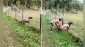 Hombre ayuda a una oveja que quedó atrapada en alambre de púas tras escapar de su hogar 