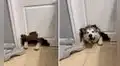 Deja a su perro solo unas horas y al retornar nota que destrozó una parte de la puerta