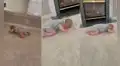 ¿Qué hace un bebé cansado que quiere jugar? Gatea con la cara pegada al suelo