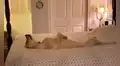 Joven ingresa a su cuarto y encuentra a su perro durmiendo de singular forma