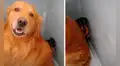 Perro se oculta detrás de su ‘amigo’ para que su dueño no lo castigue por sus travesuras
