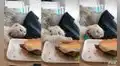 Gata anciana intenta probar la comida de su dueña y finge dormirse para no ser atrapada