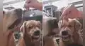 Perro muestra su enojo cuando su dueña le sirve más comida a su ‘hermano’ y no a él