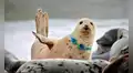Foca con gafas de buceo alrededor del cuello muestra el alto nivel de contaminación del océano
