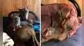 Perrita acoge a gato con ceguera y lo atiende como a sus propias crías